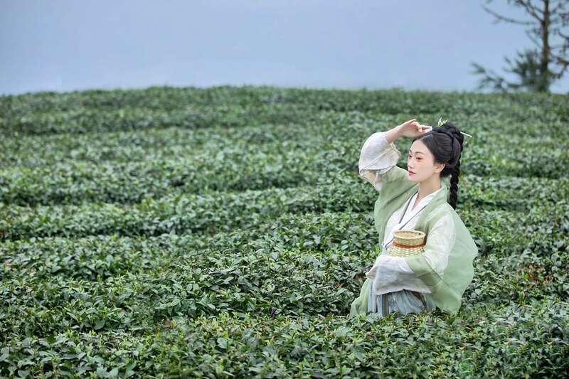雅安春茶:采茶体验与茶文化传承 来不来雅安喝茶?