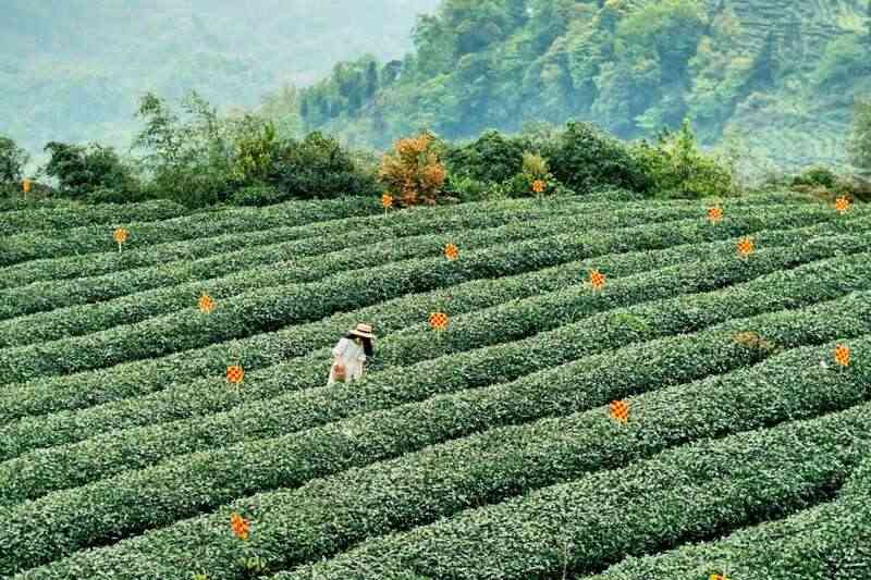 雅安春茶:采茶体验与茶文化传承 来不来雅安喝茶?
