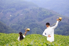 雅安春茶:采茶体验与茶文化传承 来不来雅安喝茶?