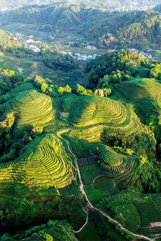雅安春茶:采茶体验与茶文化传承 来不来雅安喝茶?