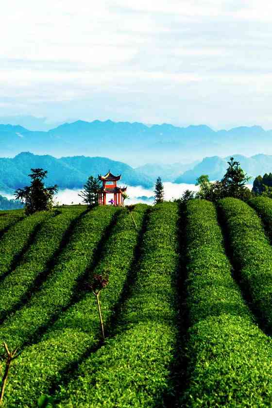 雅安春茶:采茶体验与茶文化传承 来不来雅安喝茶?