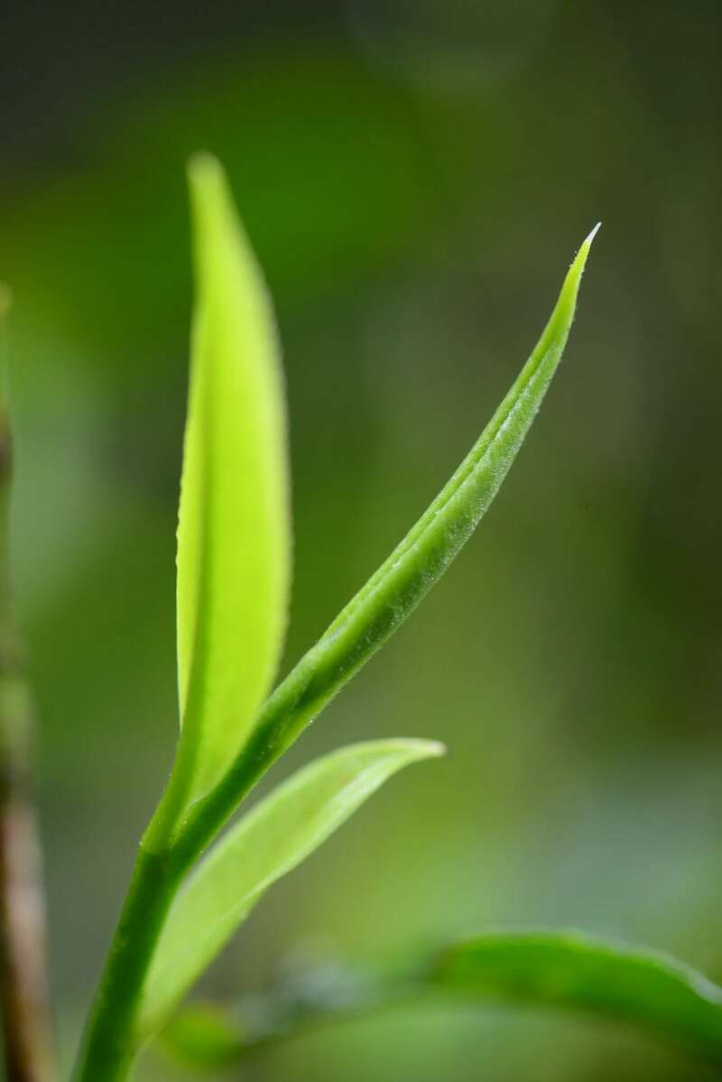 景迈山古茶林传奇:普洱茶风味与非遗技艺的完美融合 澜沧古茶景迈山的春天,该是001味的