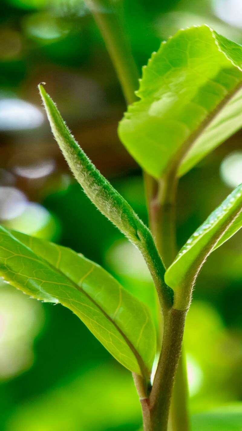 景迈山古茶林传奇:普洱茶风味与非遗技艺的完美融合 澜沧古茶景迈山的春天,该是001味的