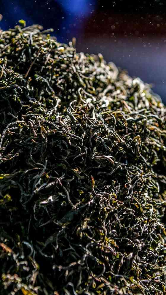 景迈山古茶林传奇:普洱茶风味与非遗技艺的完美融合 澜沧古茶景迈山的春天,该是001味的