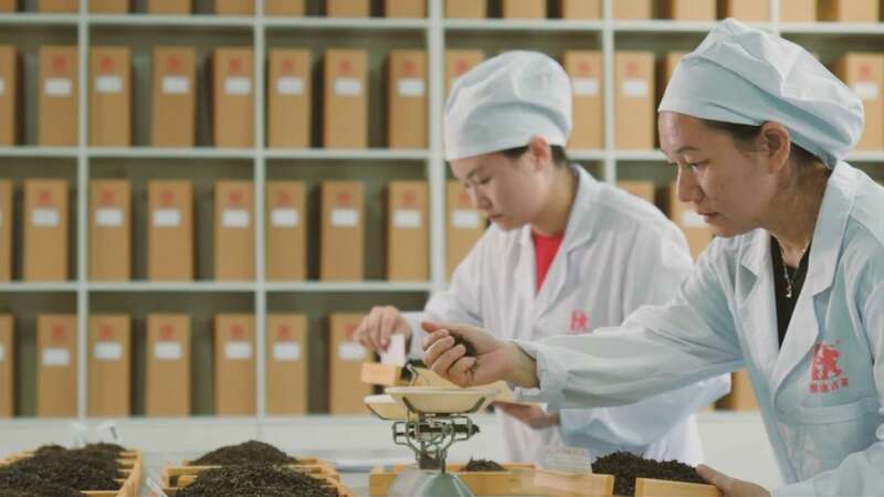 景迈山古茶林传奇:普洱茶风味与非遗技艺的完美融合 澜沧古茶景迈山的春天,该是001味的