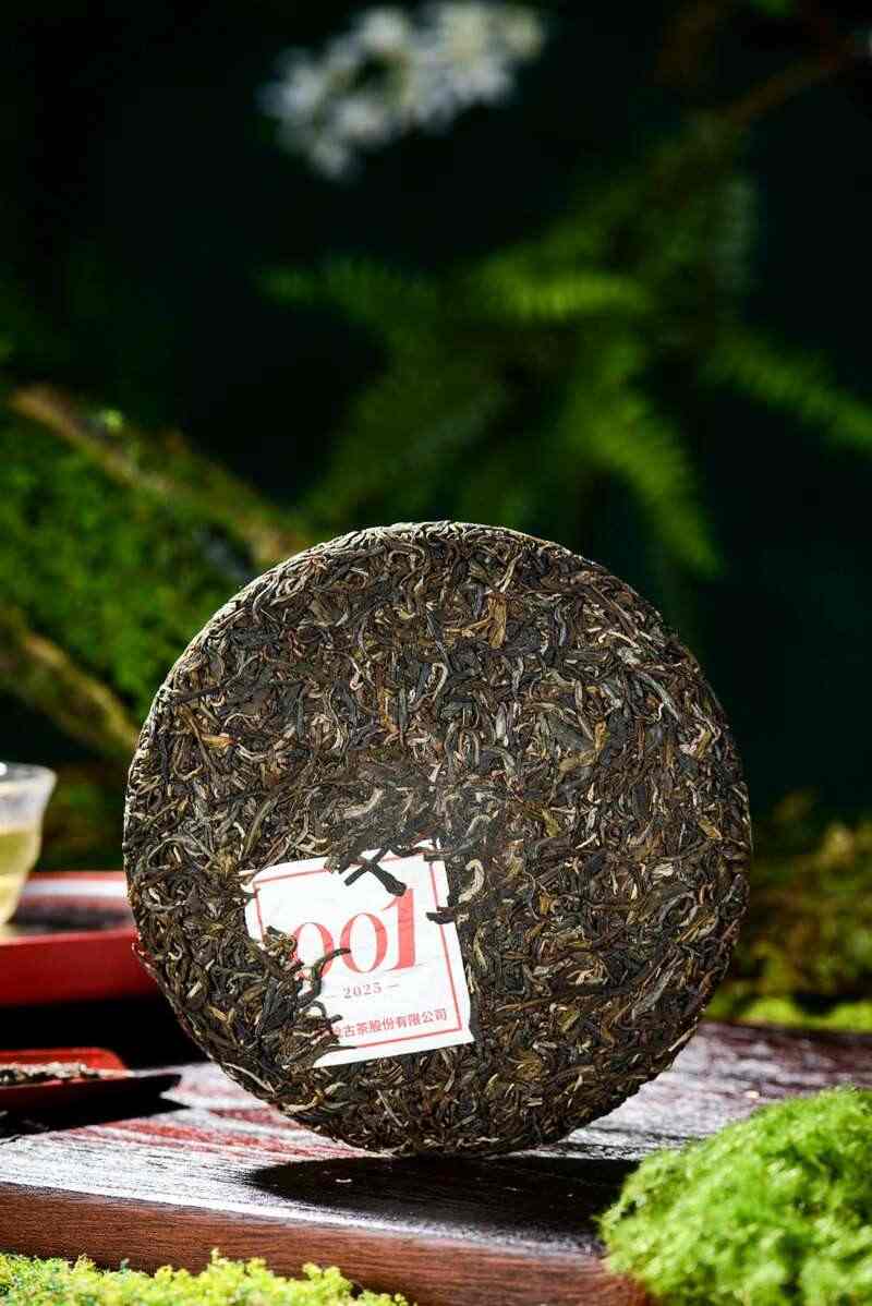 景迈山古茶林传奇:普洱茶风味与非遗技艺的完美融合 澜沧古茶景迈山的春天,该是001味的