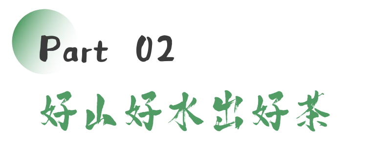 雅安春茶文化:传统与创新的完美交融 来不来雅安喝茶?