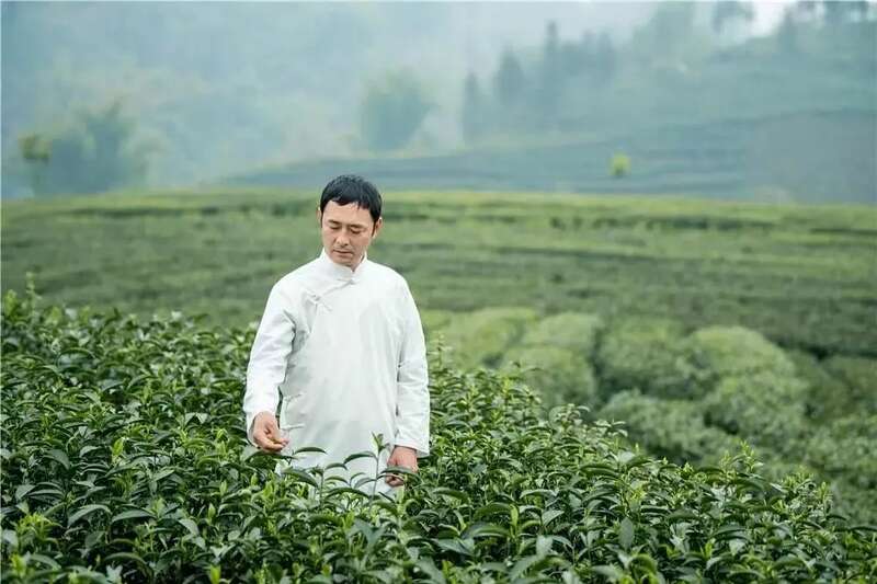 雅安春茶文化:传统与创新的完美交融 来不来雅安喝茶?