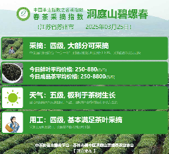 中国茶叶协会联合多家区域组织推进行业标准化 2025春茶季:黄山毛峰开采