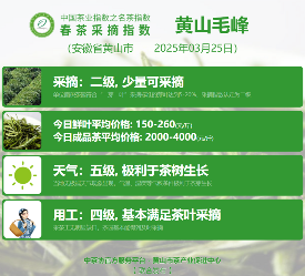 中国茶叶协会联合多家区域组织推进行业标准化 2025春茶季:黄山毛峰开采