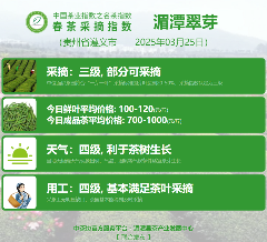 中国茶叶协会联合多家区域组织推进行业标准化 2025春茶季:黄山毛峰开采