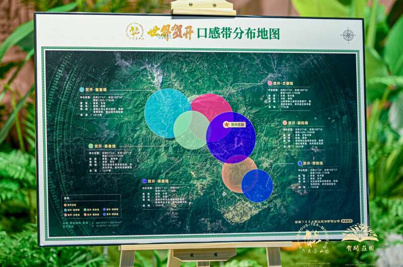 六大茶山打造贺开古茶山IP 全球战略升级引领茶文化新趋势 六大茶山 世界·贺开启动 普洱茶走向世界