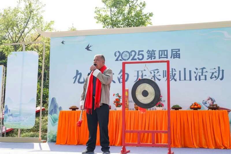 松溪九龙大白茶开采揭幕 春茶采摘掀起乡村振兴热潮 松溪九龙大白茶开采 茶香飘溢漫春山
