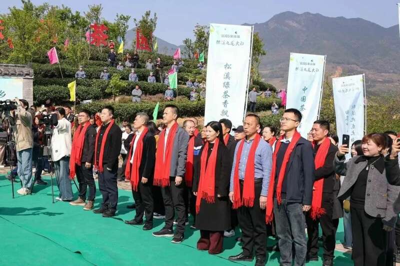 松溪九龙大白茶开采揭幕 春茶采摘掀起乡村振兴热潮 松溪九龙大白茶开采 茶香飘溢漫春山