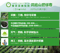 中国茶产业协同发布单位联合行动 2025春茶季:西湖龙井、湄潭翠芽开采