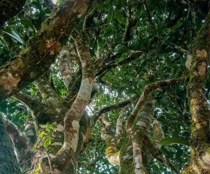 流年印象普洱熟茶刚柔并济 23年时光沉淀风味 时光印记2002-2025:廿三载坚守与突破 兴海茶【流年印象】重磅上市!