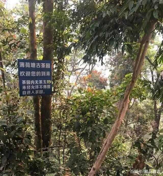 易武薄荷塘古树茶为何成茶界黑马 易武薄荷塘古树茶为何成茶界黑马