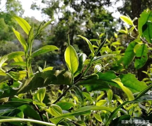 易武薄荷塘古树茶为何成茶界黑马 易武薄荷塘古树茶为何成茶界黑马