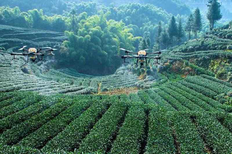 雨城藏茶智能化转型助力品牌价值链升级 向新而行 不断擦亮“雅安藏茶”金字招牌