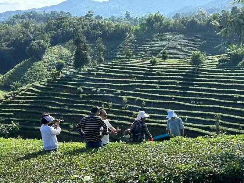 昌宁红茶产业助力建设云南红茶第一县 全力打造“云南红茶第一县” 擦亮“昌宁红茶”金字招牌