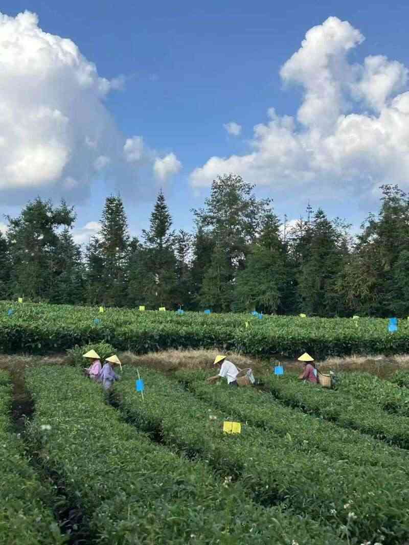 昌宁红茶产业助力建设云南红茶第一县 全力打造“云南红茶第一县” 擦亮“昌宁红茶”金字招牌
