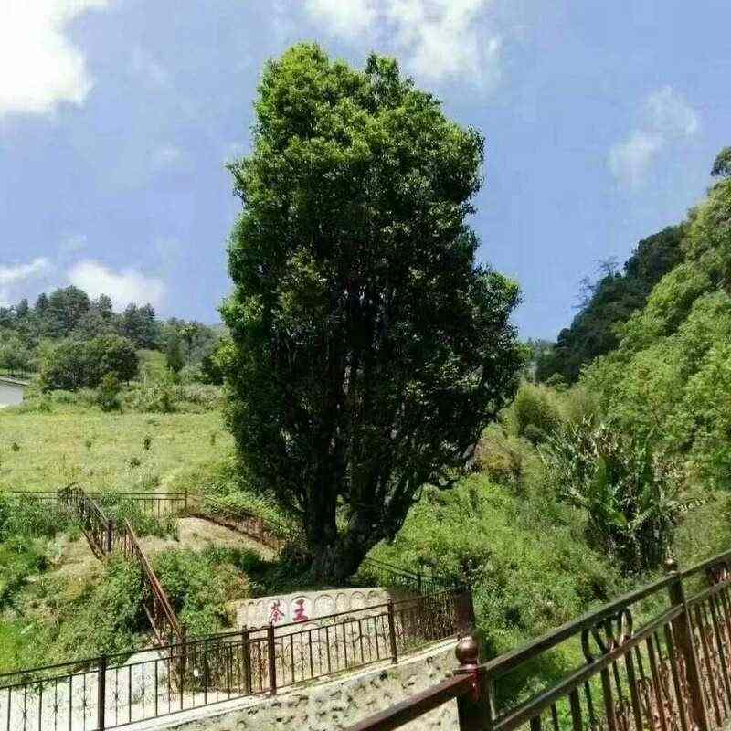 昌宁红茶产业助力建设云南红茶第一县 全力打造“云南红茶第一县” 擦亮“昌宁红茶”金字招牌