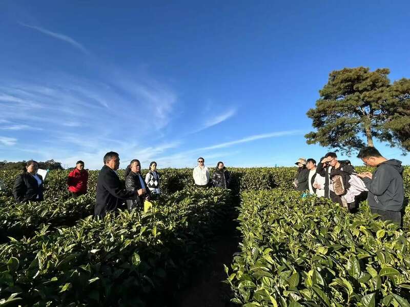 昌宁红茶产业助力建设云南红茶第一县 全力打造“云南红茶第一县” 擦亮“昌宁红茶”金字招牌
