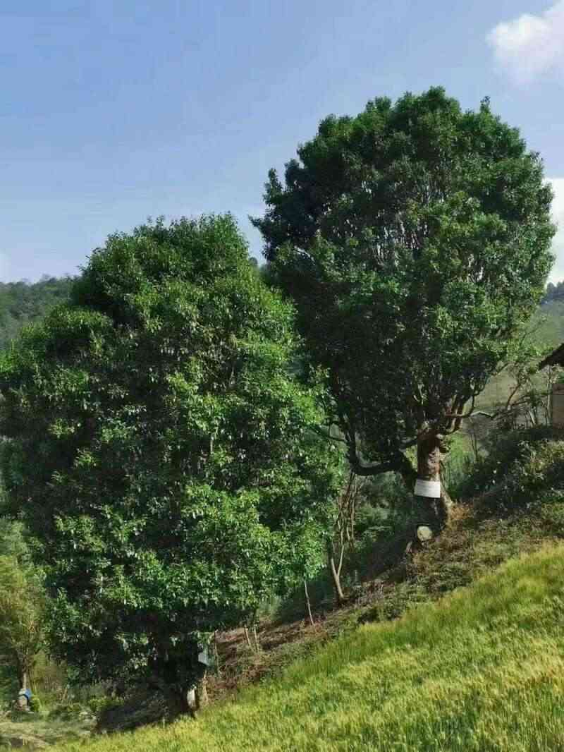 昌宁红茶产业助力建设云南红茶第一县 全力打造“云南红茶第一县” 擦亮“昌宁红茶”金字招牌