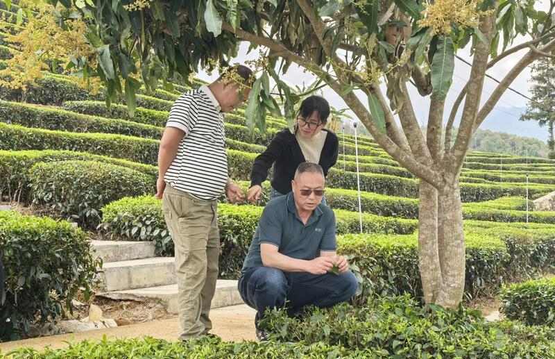 昌宁红茶产业助力建设云南红茶第一县 全力打造“云南红茶第一县” 擦亮“昌宁红茶”金字招牌