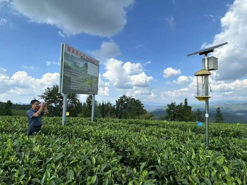 昌宁红茶产业助力建设云南红茶第一县 全力打造“云南红茶第一县” 擦亮“昌宁红茶”金字招牌