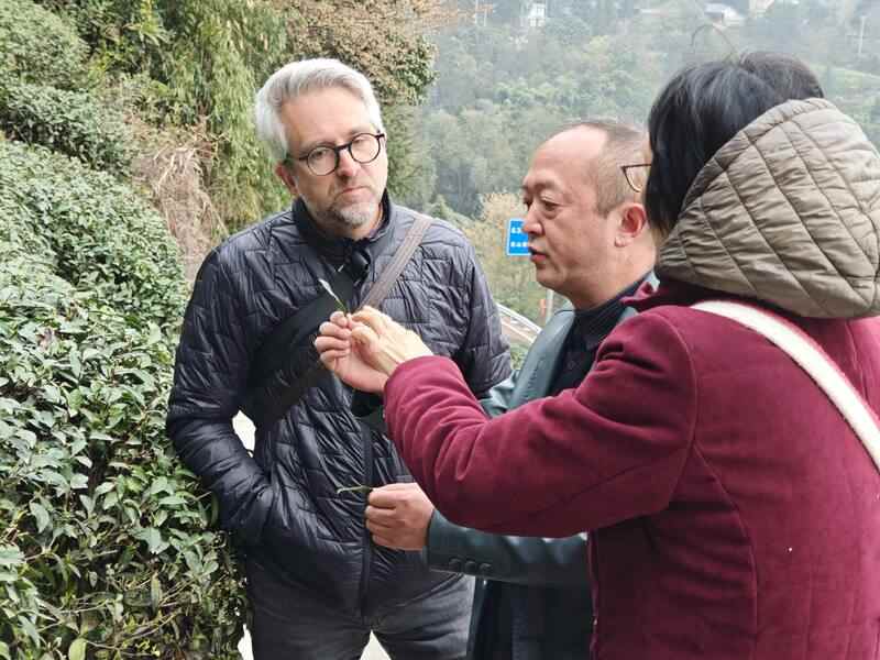 合作十五载再访仙茶故里 加拿大客商盛赞蒙顶山茶魅力 合作十五载再访仙茶故里 加拿大客商盛赞蒙顶山茶魅力