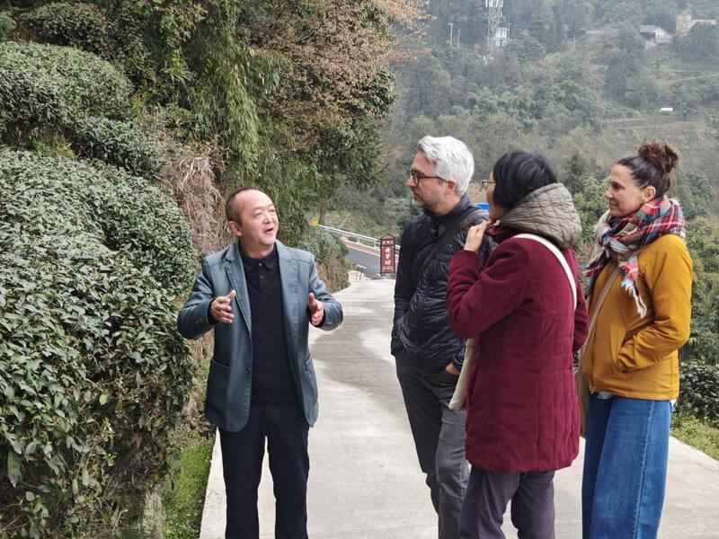 合作十五载再访仙茶故里 加拿大客商盛赞蒙顶山茶魅力 合作十五载再访仙茶故里 加拿大客商盛赞蒙顶山茶魅力
