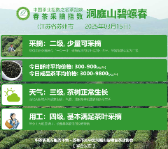 2025春茶季:洞庭山碧螺春开采 2025春茶季:洞庭山碧螺春开采