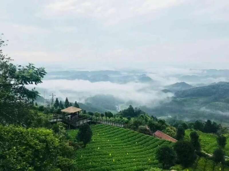 挺进“新”赛道,遵义“新茶饮革命”底气何在? 挺进“新”赛道,遵义“新茶饮革命”底气何在?