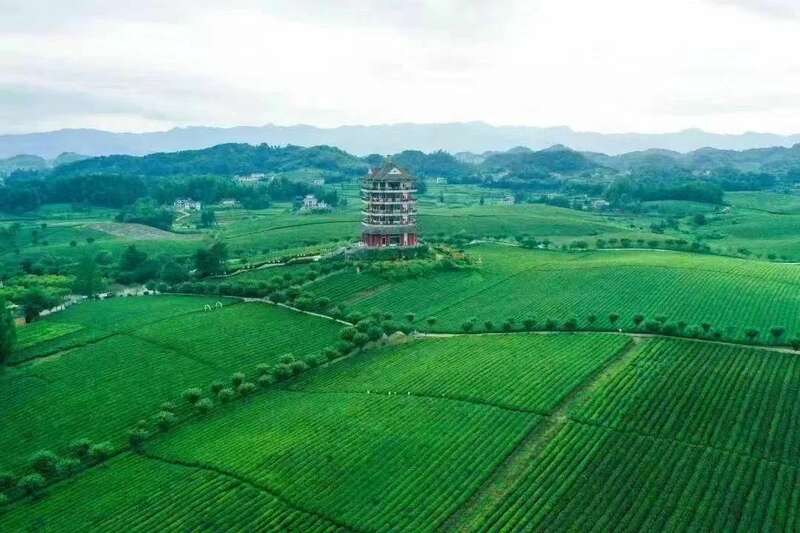 挺进“新”赛道,遵义“新茶饮革命”底气何在? 挺进“新”赛道,遵义“新茶饮革命”底气何在?