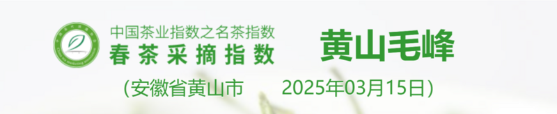 2025春茶季:洞庭山碧螺春开采 2025春茶季:洞庭山碧螺春开采