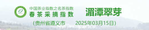 2025春茶季:洞庭山碧螺春开采 2025春茶季:洞庭山碧螺春开采