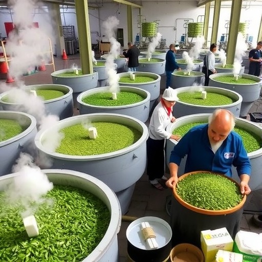 名山区北部(黑竹)茶叶集中加工园区茶叶生产忙