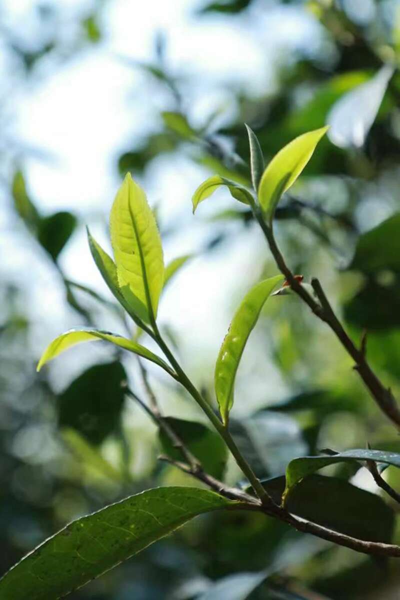 还原本味见实力,老同志福肖纪新品 还原本味见实力,老同志福肖纪新品