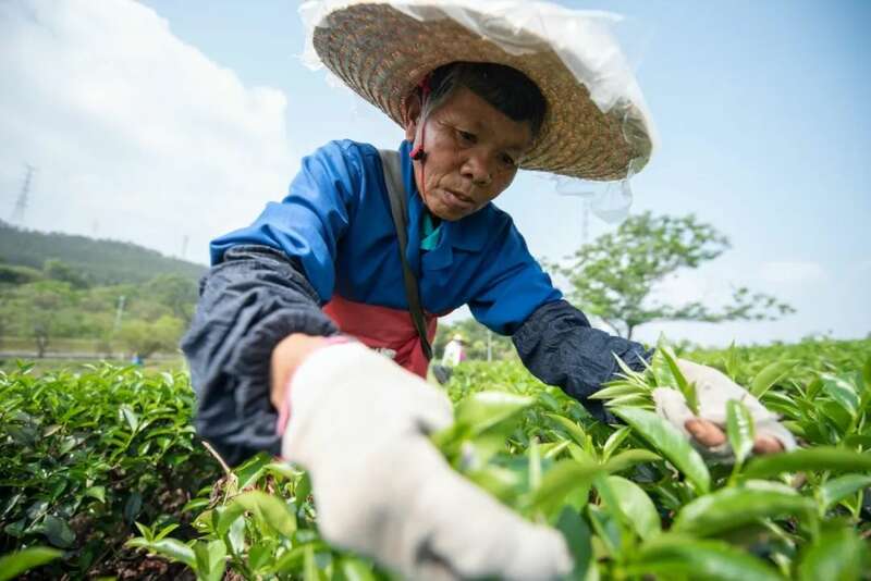 春茶直播电商销售:策略创新与转化率提升的关键 想要直播间卖春茶爆单?deepseek这样说