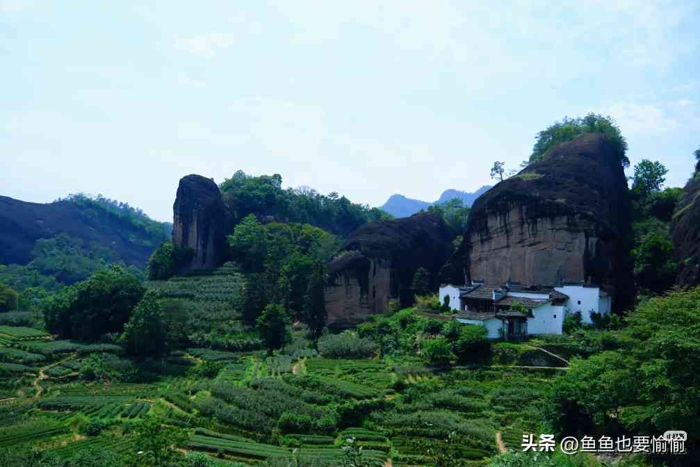 武夷岩茶品鉴术语全解析 武夷岩茶品鉴术语全解析