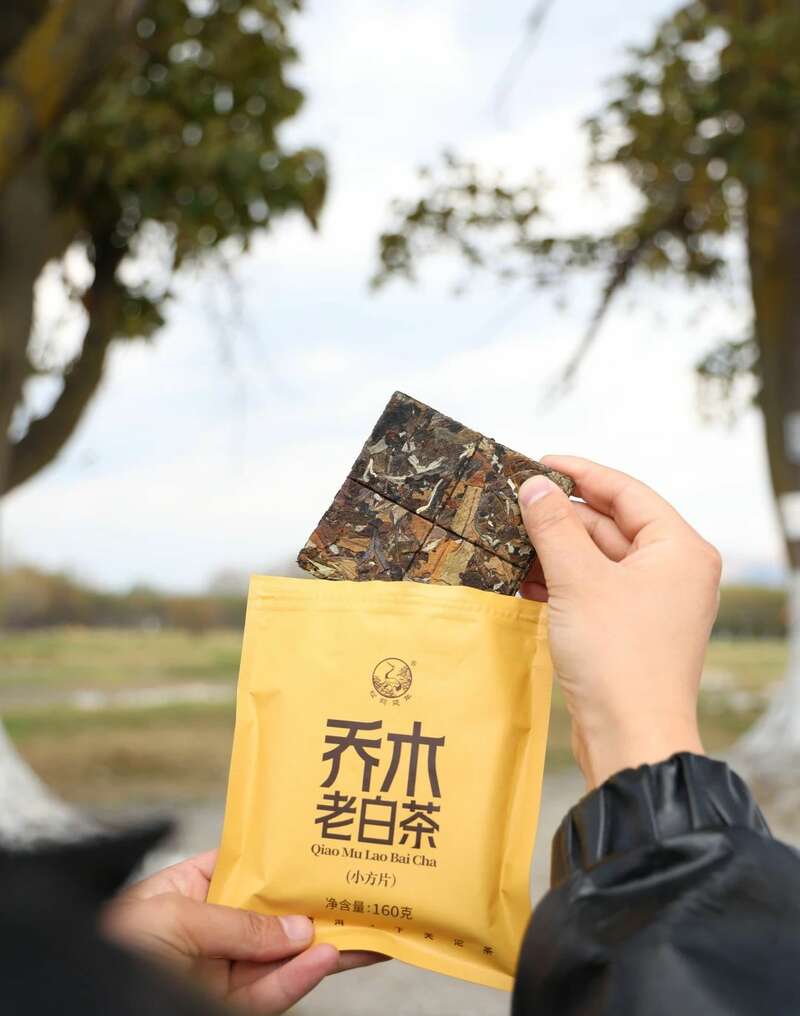 春日饮用白茶,自然工艺与体感调和之道 下关乔木老白茶 风起春意,适饮白茶