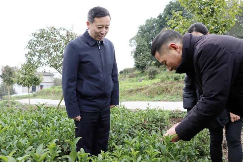 正安茶产业高质量发展新路径 黄东调研茶产业发展工作