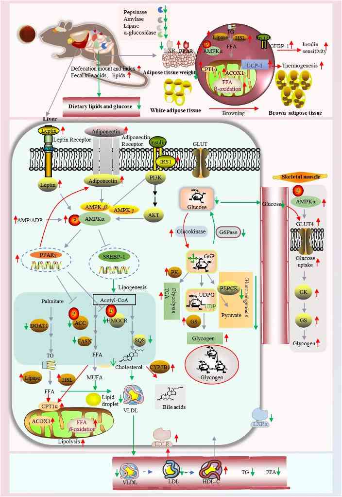 普洱熟茶降血脂稳血糖的代谢调控机制解析