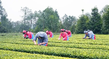 四川威远5万余亩春茶全面开采
