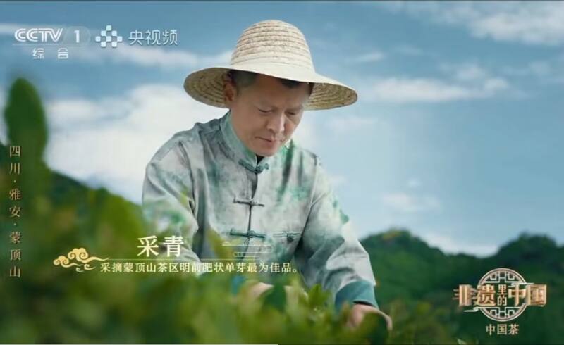 央视《非遗里的中国》展蒙顶黄芽传统技艺 非遗瑰宝绽放央视:蒙顶黄芽,“茶中黄金”香飘全国