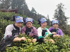 湘西保靖黄金茶开采季启动 共探茶文化传承与产业振兴 湖南最早茶园开采啦!