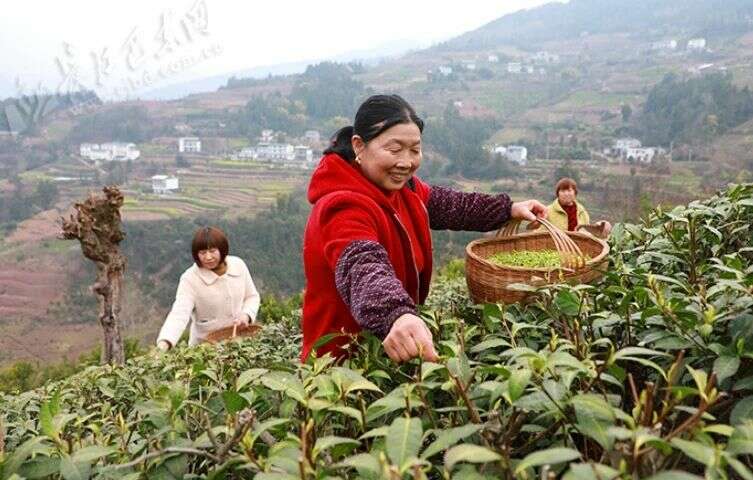 巴东春茶开采忙 茶农迎来增收好时机 抢“鲜”上市!溪丘湾乡第一茬新茶开采