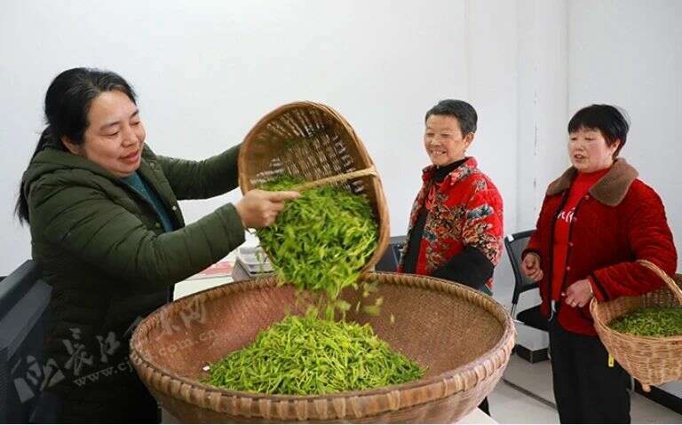 巴东春茶开采忙 茶农迎来增收好时机 抢“鲜”上市!溪丘湾乡第一茬新茶开采