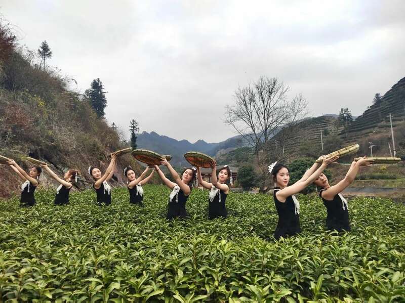 湘西保靖黄金茶开采季启动 共探茶文化传承与产业振兴 湖南最早茶园开采啦!